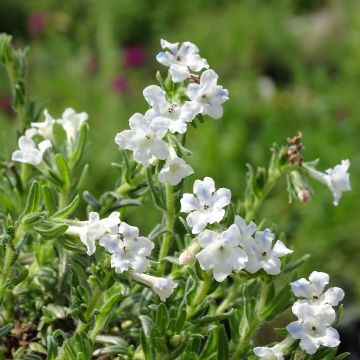 Carrasquilla azul - Lithodora diffusa Cambridge Blue