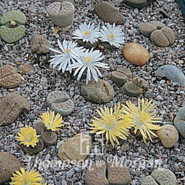 Lithops Pebble Plants Mixed - Piedras vivas