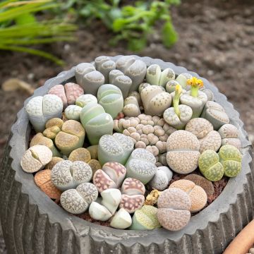 Lithops Pebble Plants Mixed - Piedras vivas Lithops Pebble Plants Mixed - Piedras vivas