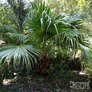 Livistona chinensis - Latania