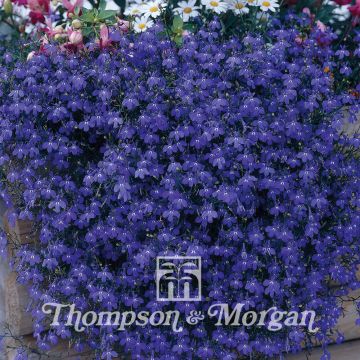 Lobelia erinus Monsoon