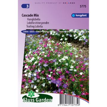 Lobelia erinus Cascade