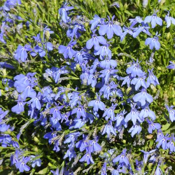 Lobelia erinus Cambridge Blue