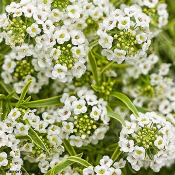 Aliso marítimo Primavera Princess - Lobularia maritima