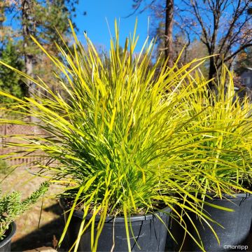 Lomandra longifolia Miner's Gold - Esparraguera de cabeza espinosa
