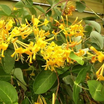 Lonicera Mandarin - Madreselva