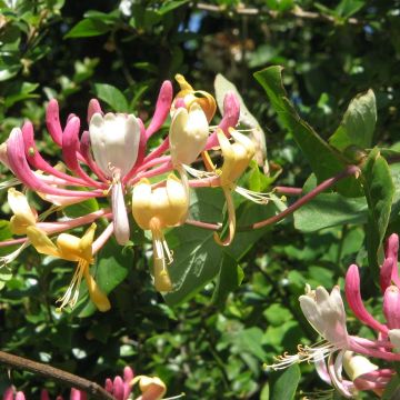 Lonicera caprifolium - Madreselva