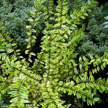 Madreselva de hoja - Lonicera nitida Lemon Beauty