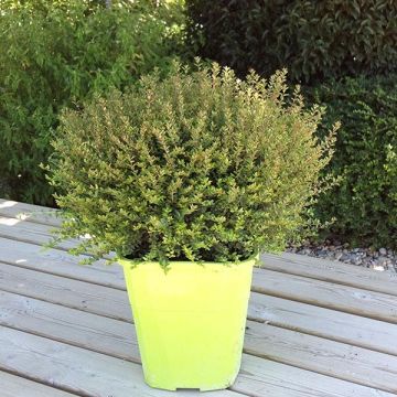 Madreselva de hoja - Lonicera nitida Scoop Chalons