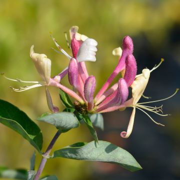 Madreselva de los bosques - Lonicera periclymenum Belgica