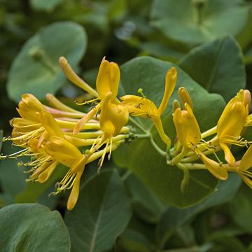 Lonicera tellmaniana - Madreselva trepadora