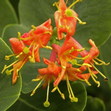 Lonicera heckrottii Firecracker - Madreselva