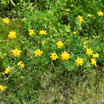 Lotus corniculatus - Zapaticos de la Virgen