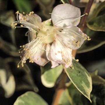 Luma apiculata Glanleam Gold - Arrayán