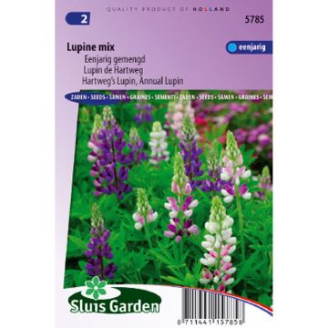 Lupinus hartwegii - Altramuz