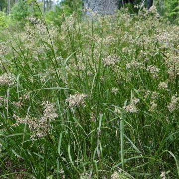 Luzula sylvatica - Lúzula del bosque