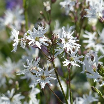 Lychnis flos-cuculi White Robin - Flor de cuclillo