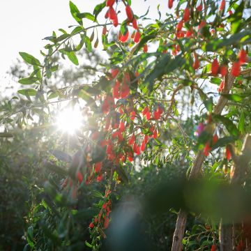 Goji - Lycium chinense