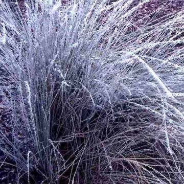 Lygeum spartum - Albardín
