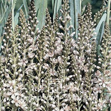 Lysimachia ephemerum (semillas)