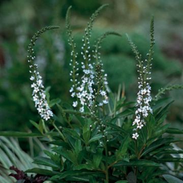 Lysimachia fortunei