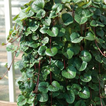 Lysimachia christinae Sunburst