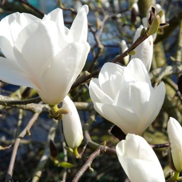 Magnolia injertado Tina durio