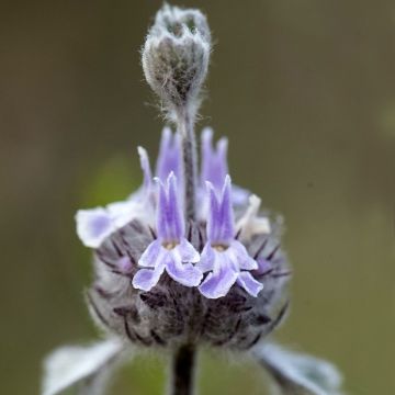 Marrubium supinum - Marrubio