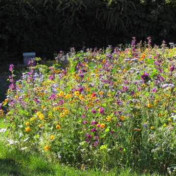 Mélange de fleurs mellifères et durables Miel et Papillons 