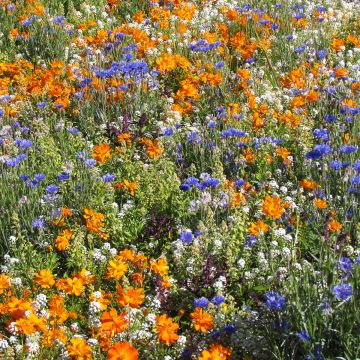 Mélange de fleurs mellifères basses pour bordures, massifs et balcons