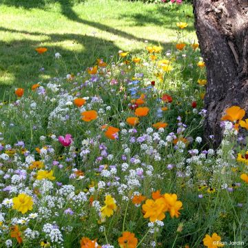 Mezcla para pies de árboles
