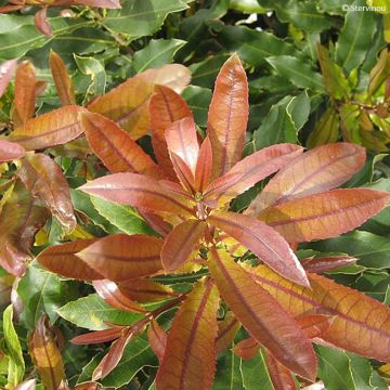 Macadamia integrifolia x tetraphylla Beaumont - árbol de la nuez de macadamia