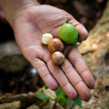 Macadamia integrifolia - árbol de la nuez de macadamia