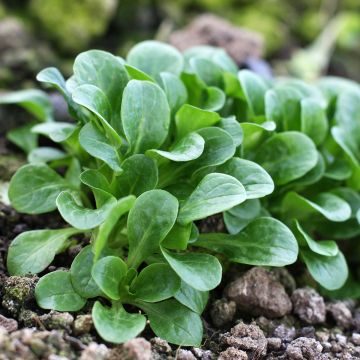 Canónigo Frost Bio (semillas)