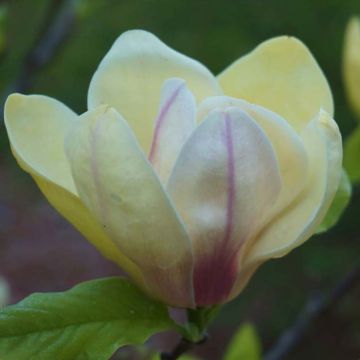 Magnolia brooklinensis Sunsation