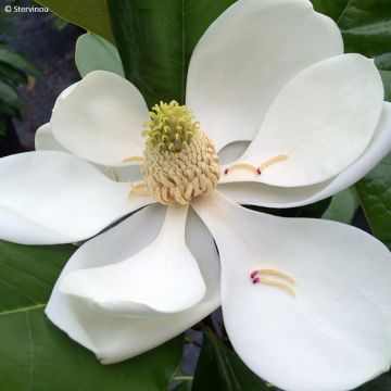 Magnolia grandiflora Mainstreet - Southern Magnolia, Bull Bay