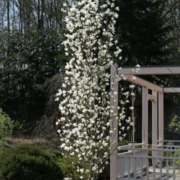 Magnolia kobus Isis - Kobushi
