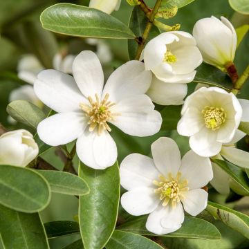 Magnolia laevifolia Vanilla Pearls®