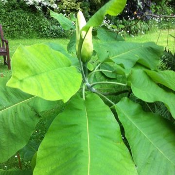 Magnolia macrophylla de hojas grandes