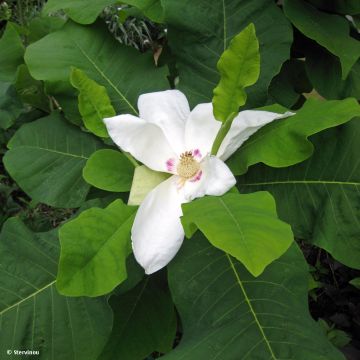 Magnolia macrophylla subsp. ashei - Magnolia de hojas grandes