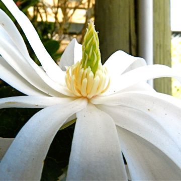 Magnolia stellata Royal Star - Magnolia estrellada