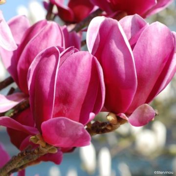Magnolia injertado Shirazz