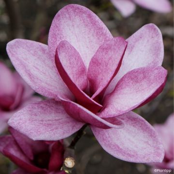 Magnolia injertado Starburst
