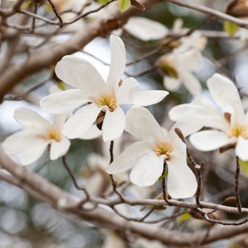 Magnolia kobus (semillas) - Kobushi