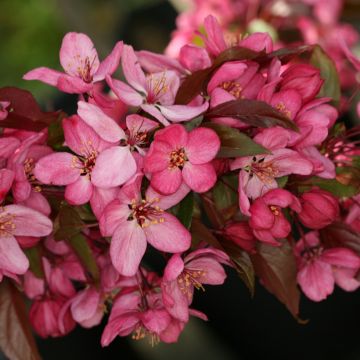 Manzano de flor purpurea Paul Hauber