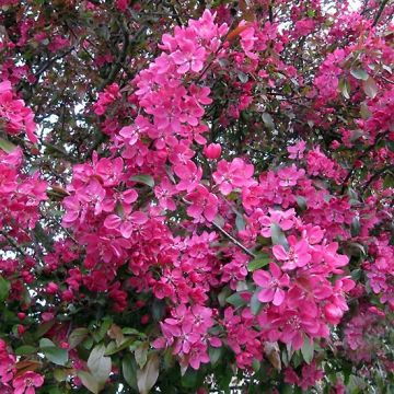 Manzano de flor Royalty