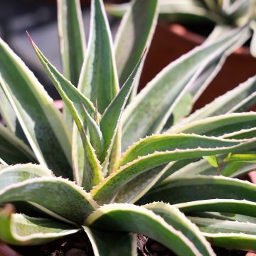 Mangave Navajo Princess