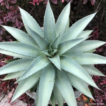 Mangave Mad About Mangavé Frosted Elegance - Maguey