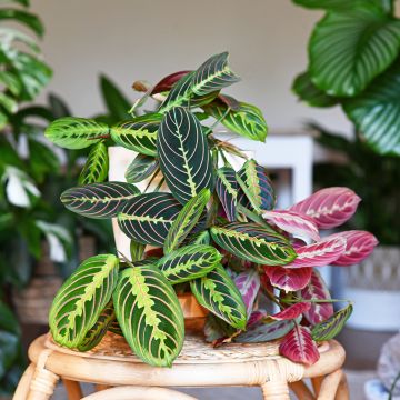 Maranta Tricolor Fascinator