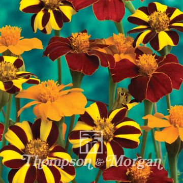 Clavel de moro Pots of Gold